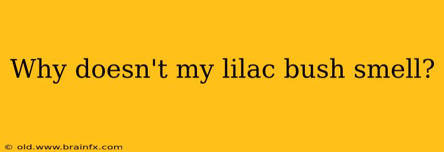 Why doesn't my lilac bush smell?